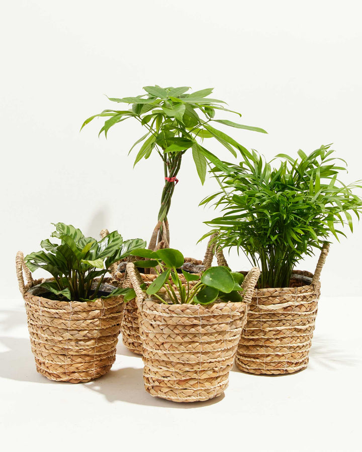 Pet-Friendly Plant Collection featuring Money Tree, Parlor Palm, Calathea and Chinese Money Plant in woven seagrass baskets