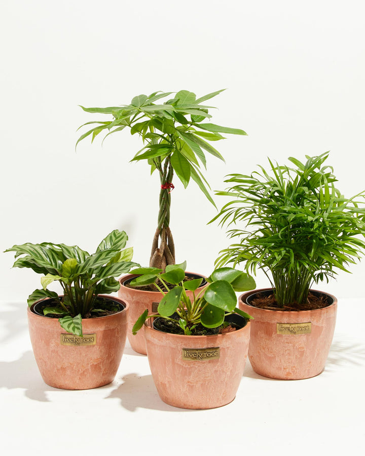 Pet-Friendly plant bundle in terracotta-finish Lively Root pots, featuring non-toxic varieties for homes with pets