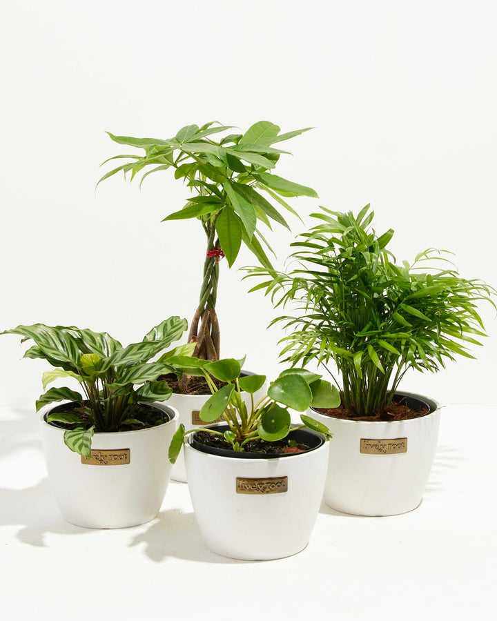 Pet-Friendly plant set in crisp white Lively Root ceramic pots, an easy-care non-toxic houseplant bundle