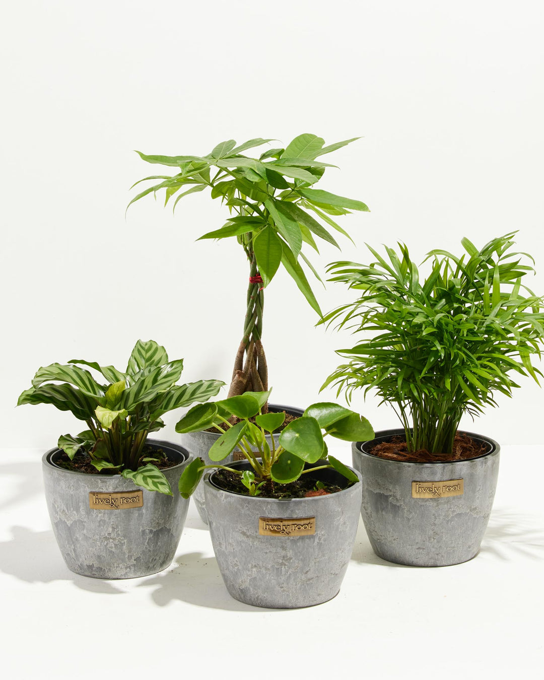 Four-plant pet-safe collection in gray stone-textured Lively Root ceramic pots