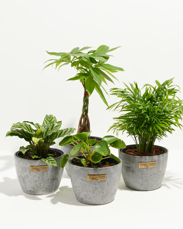 Four-plant pet-safe collection in gray stone-textured Lively Root ceramic pots