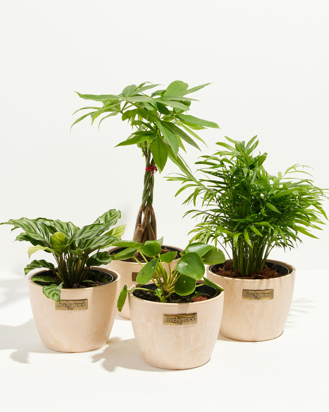 Set of four pet-safe houseplants in blush macadamia-finish Lively Root ceramic pots, including a braided Money Tree and Parlor Palm