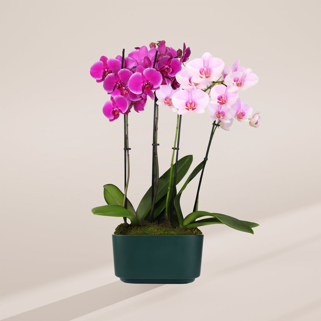 Pink & Purple Orchid Centerpiece