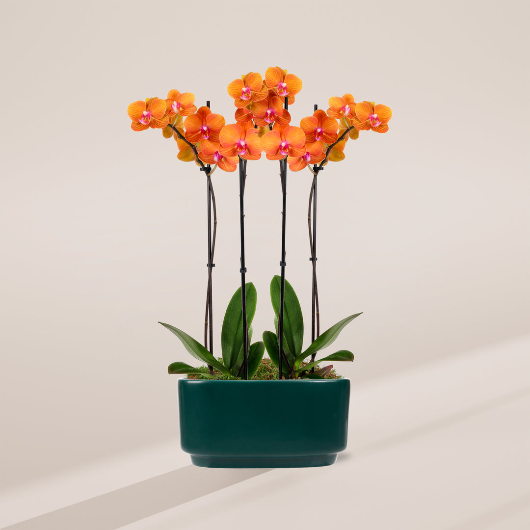 Salmon Orchid Centerpiece