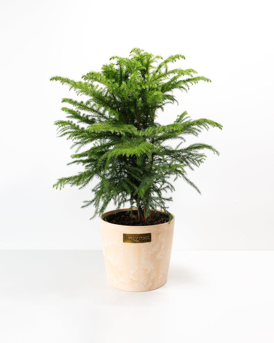 Norfolk Island Pine