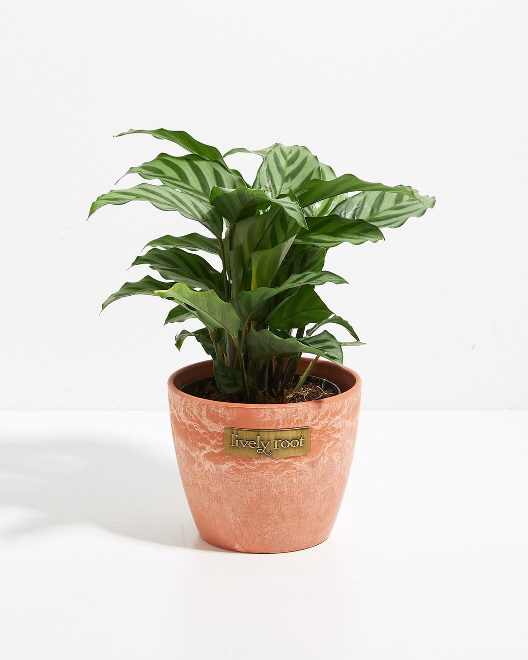 Calathea Concinna Freddie in Lively Root branded terracotta-tone textured pot – striped tropical houseplant in warm earthy planter