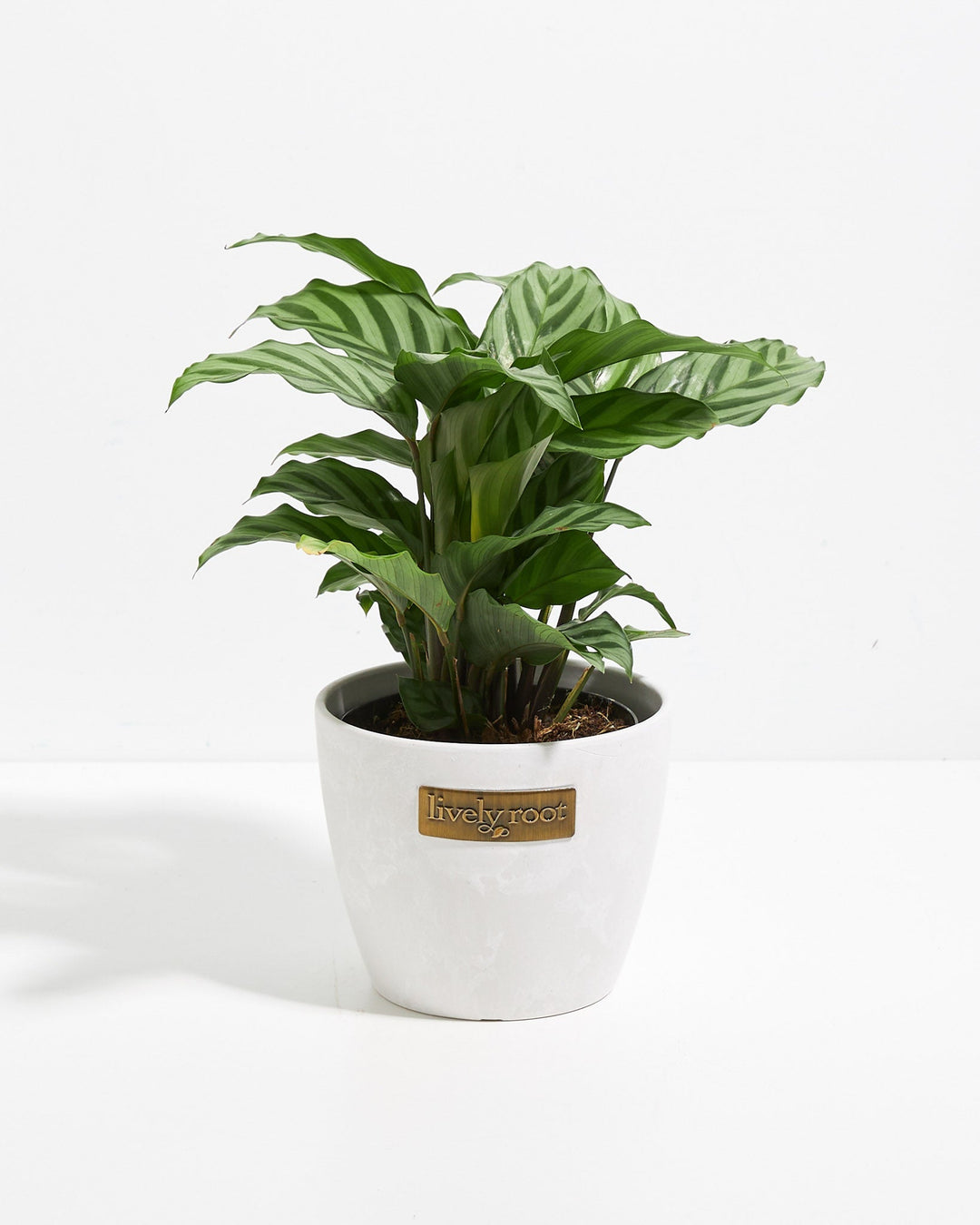 Calathea Concinna Freddie in Lively Root branded white ceramic pot – striped prayer plant delivered in decorative planter