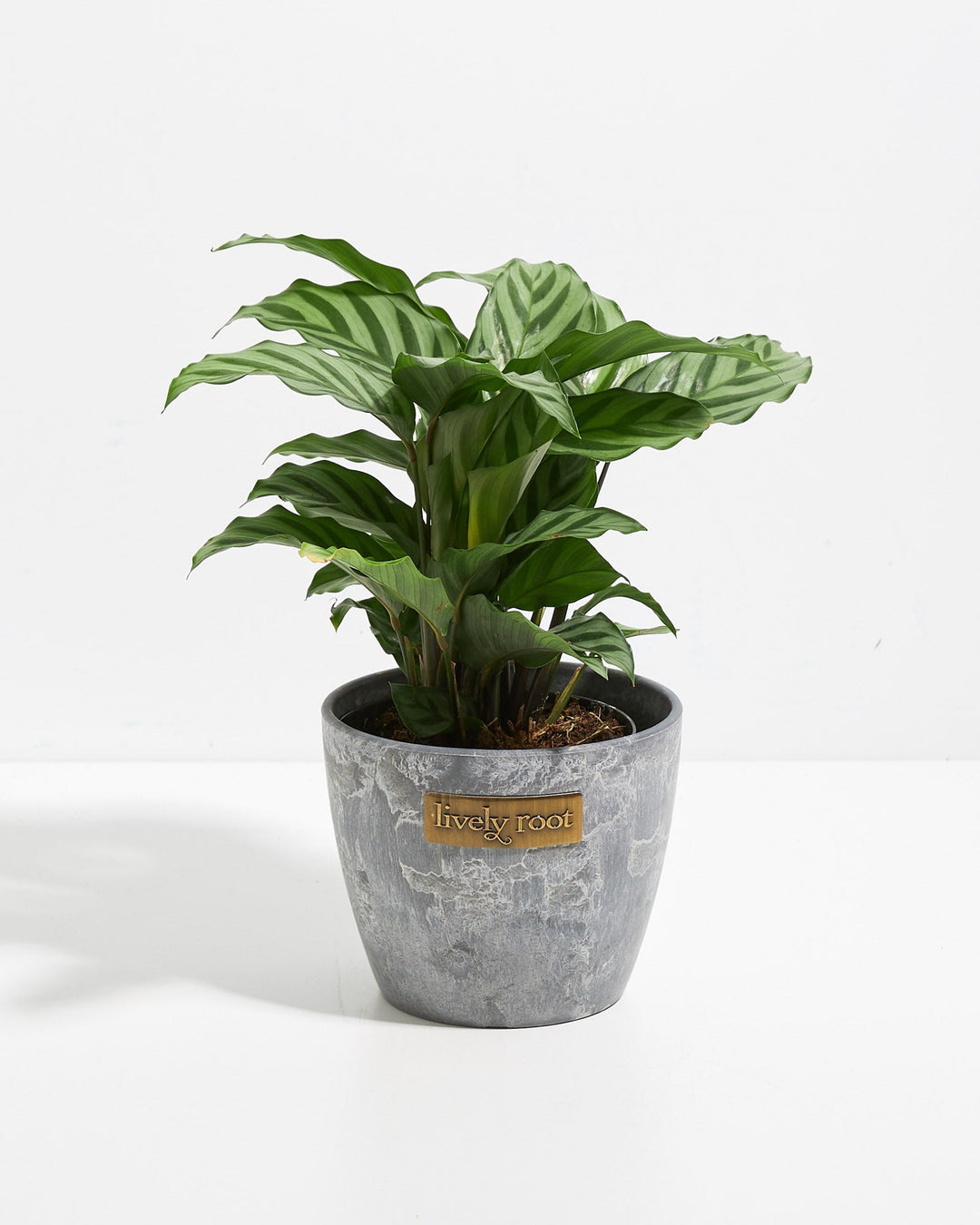 Calathea Concinna Freddie in Lively Root branded grey stone-texture ceramic pot – variegated prayer plant in decorative planter