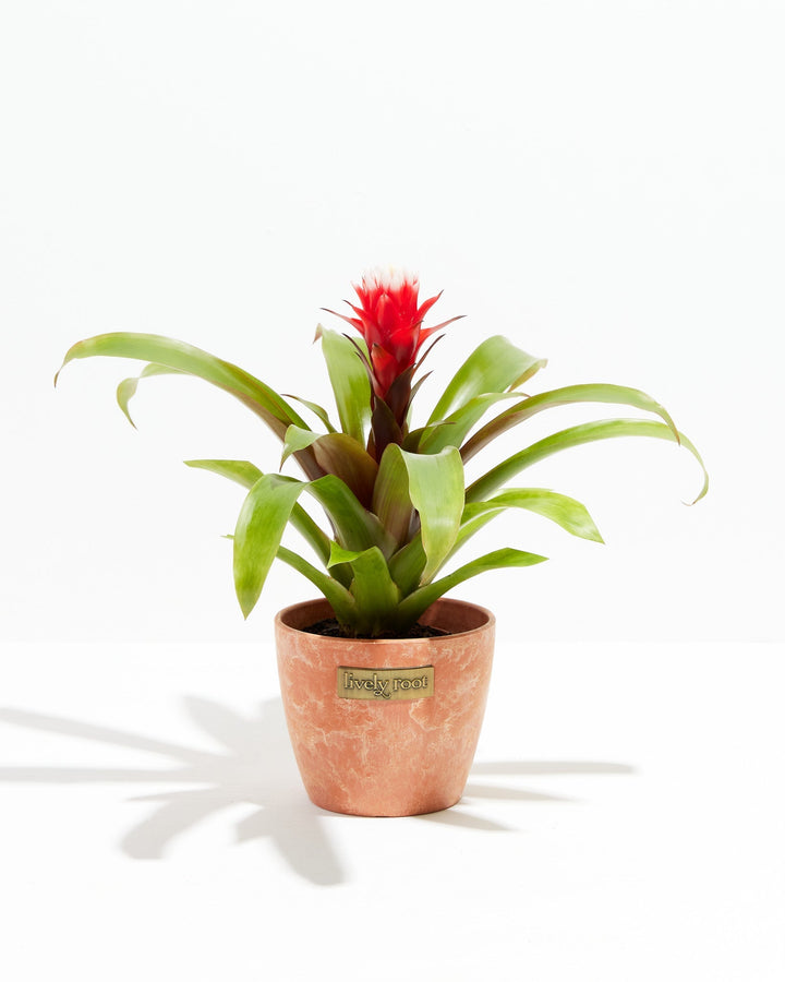 Francesca Guzmania Bromeliad