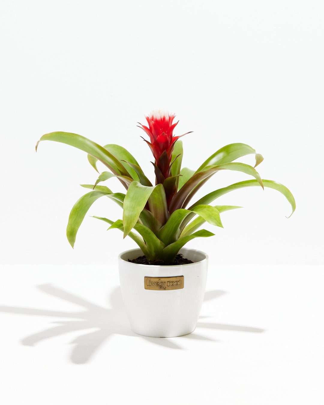 Francesca Guzmania Bromeliad