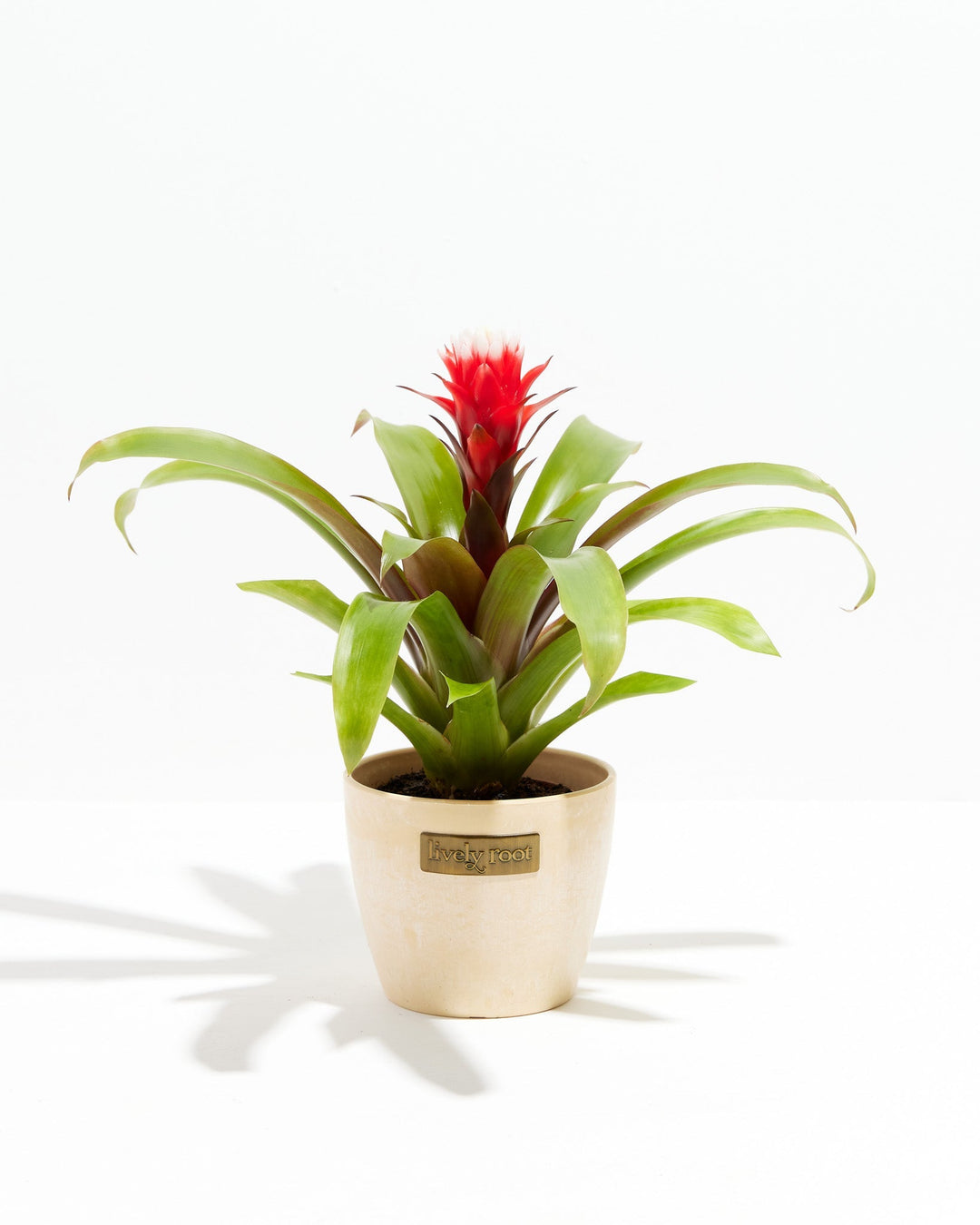 Francesca Guzmania Bromeliad
