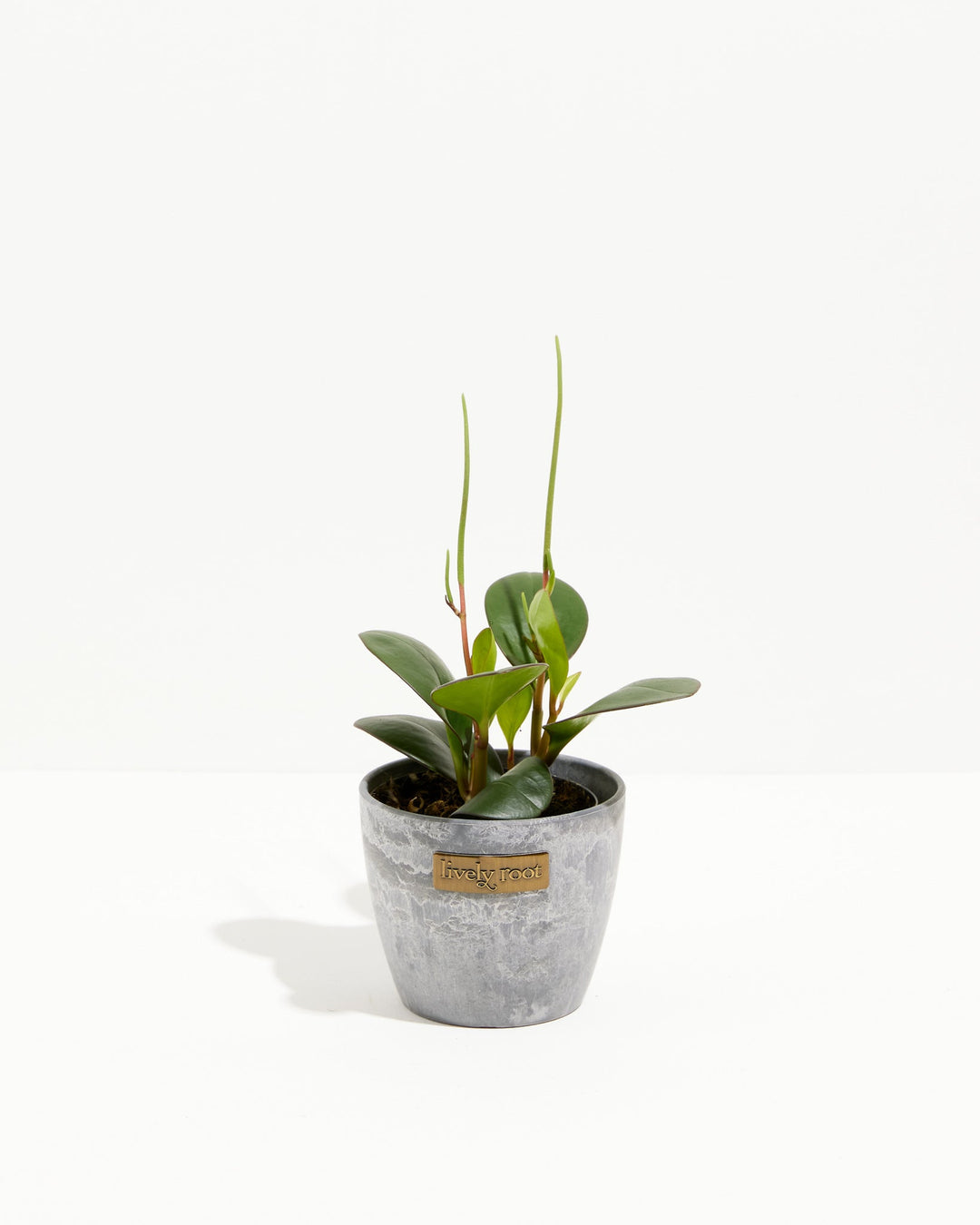 Peperomia "Red Margin"