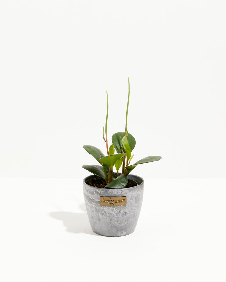 Peperomia "Red Margin"