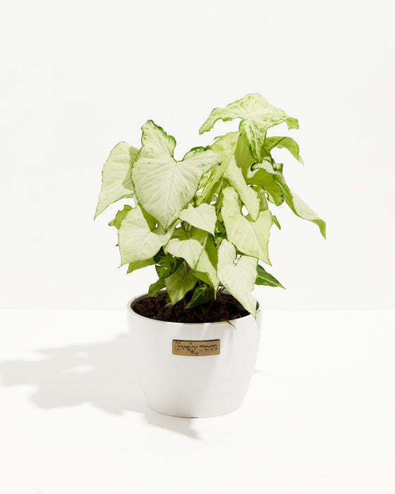 Holly Arrowhead Plant