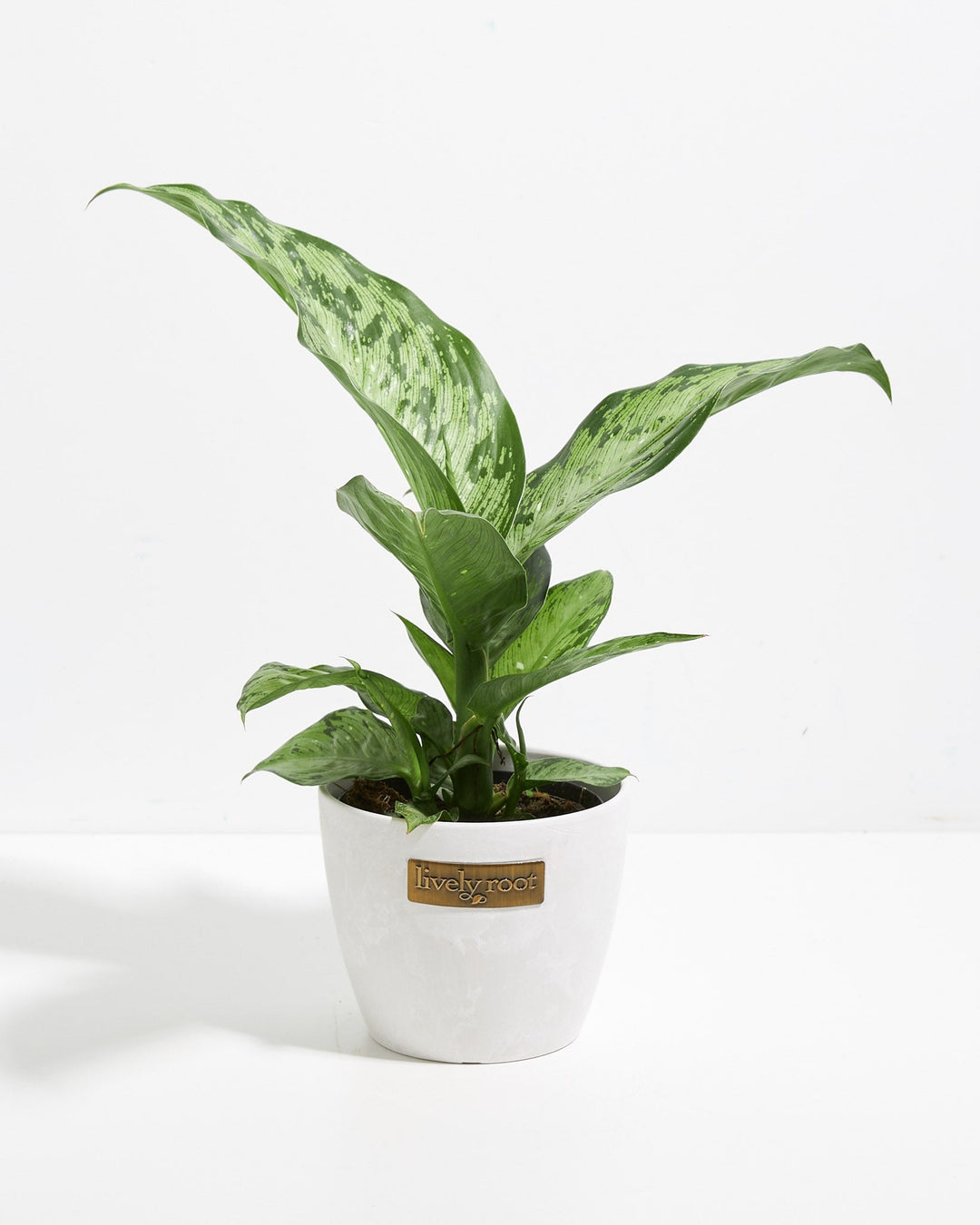 Dieffenbachia Memoria Corsii