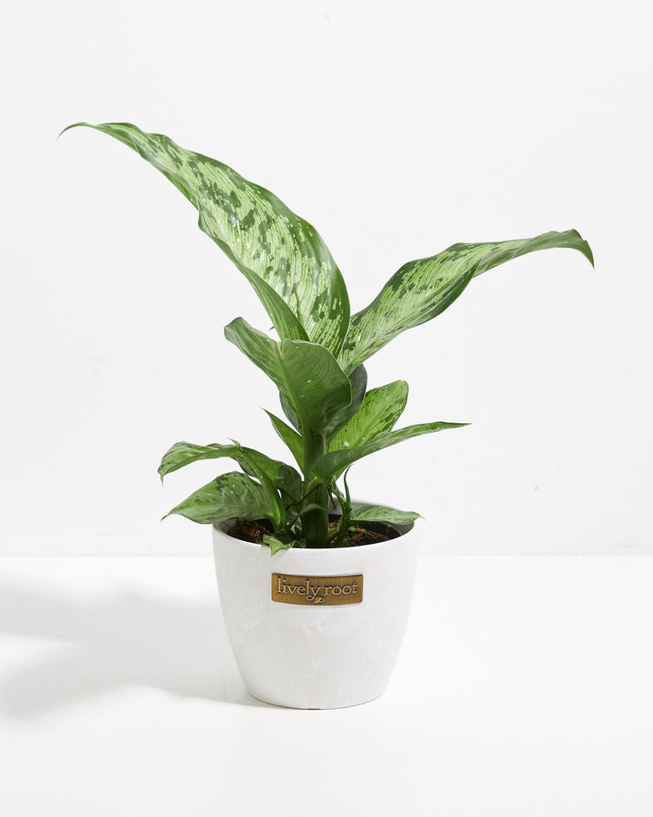 Dieffenbachia Memoria Corsii