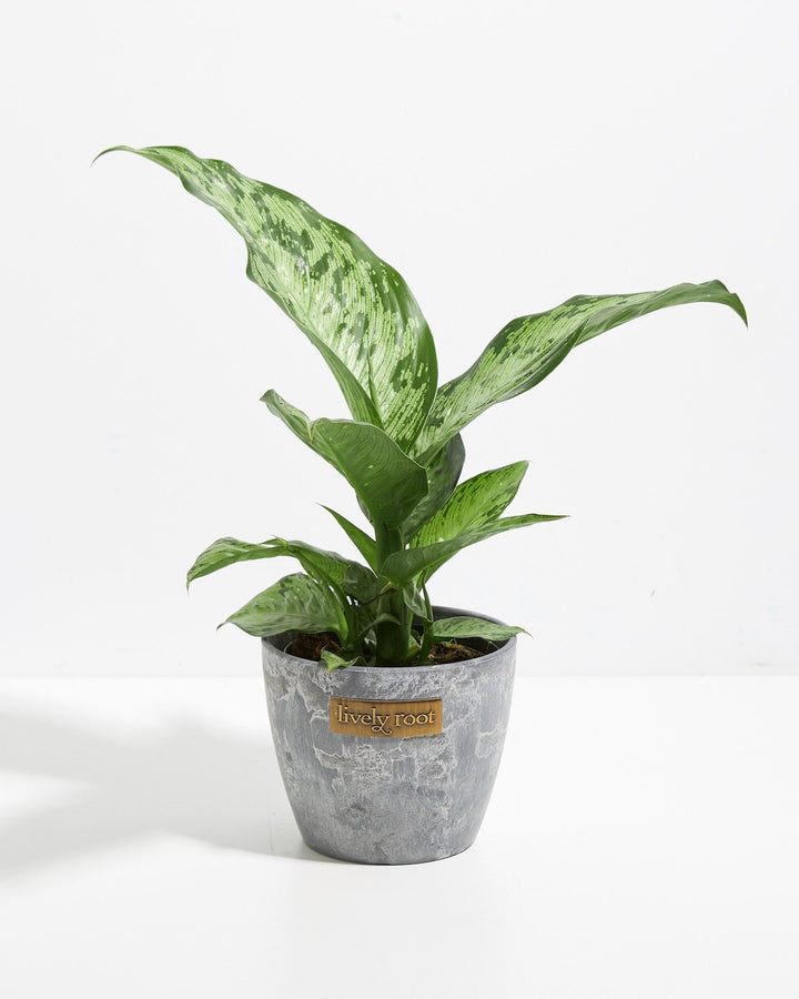 Dieffenbachia Memoria Corsii