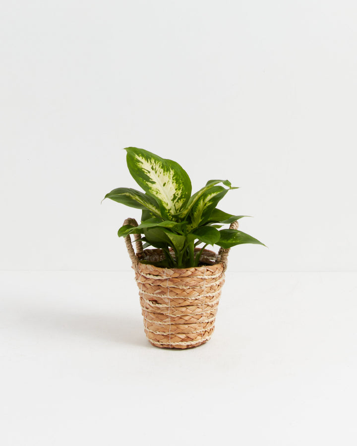 Dieffenbachia Carina