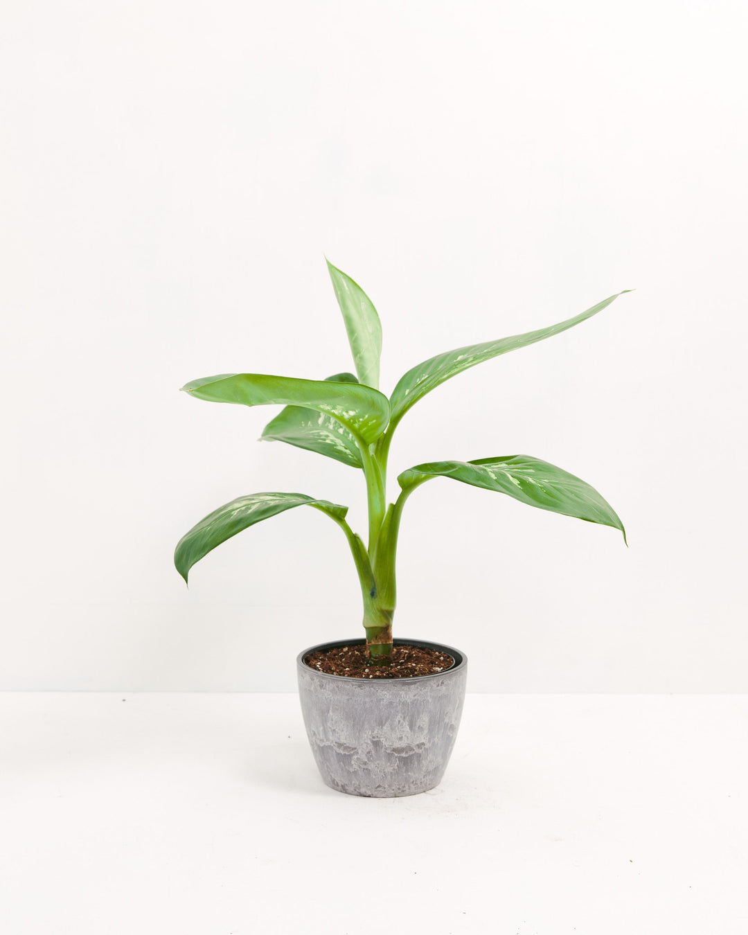 Dieffenbachia Carina