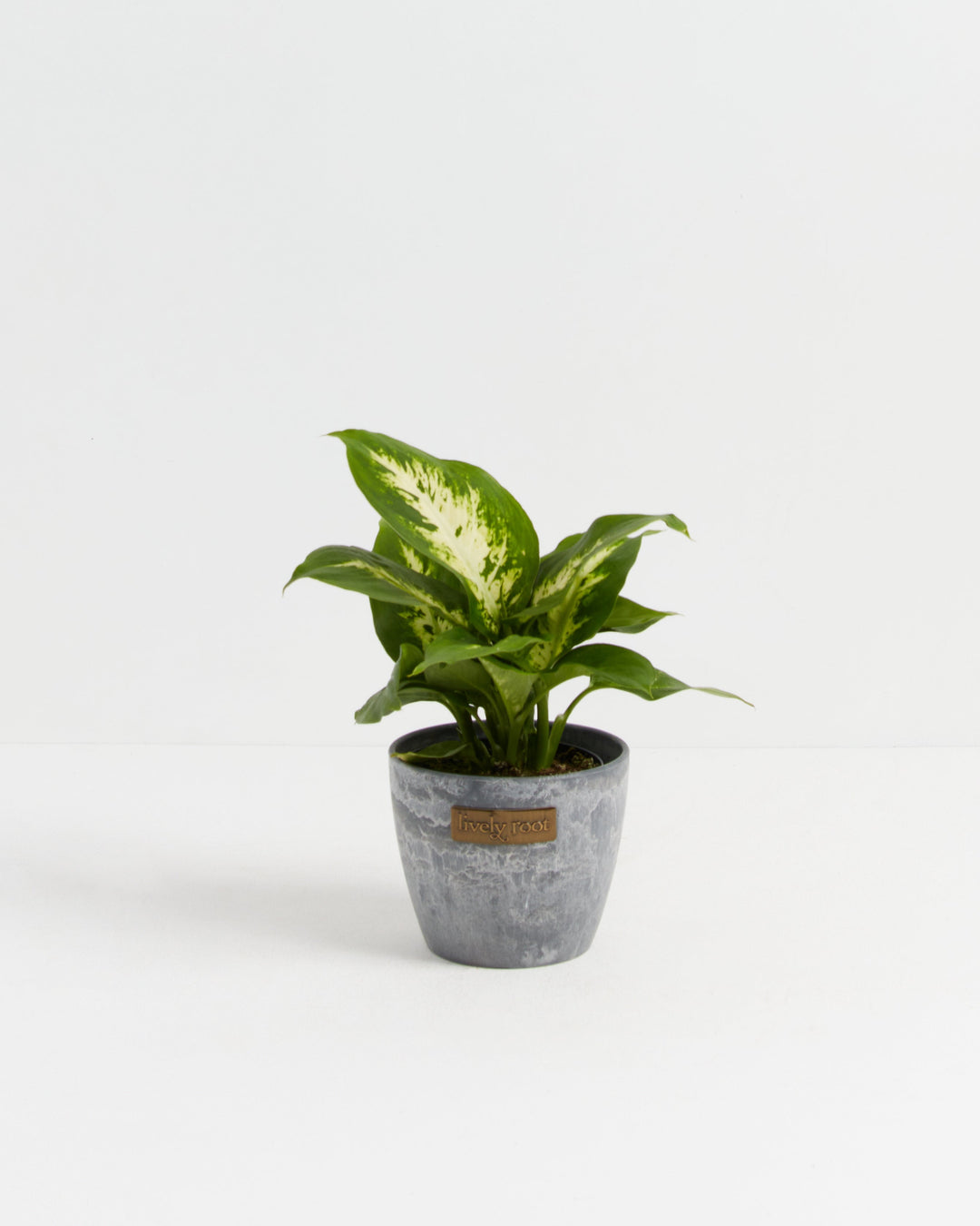 Dieffenbachia Carina