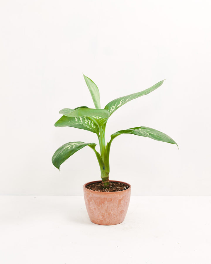 Dieffenbachia Carina