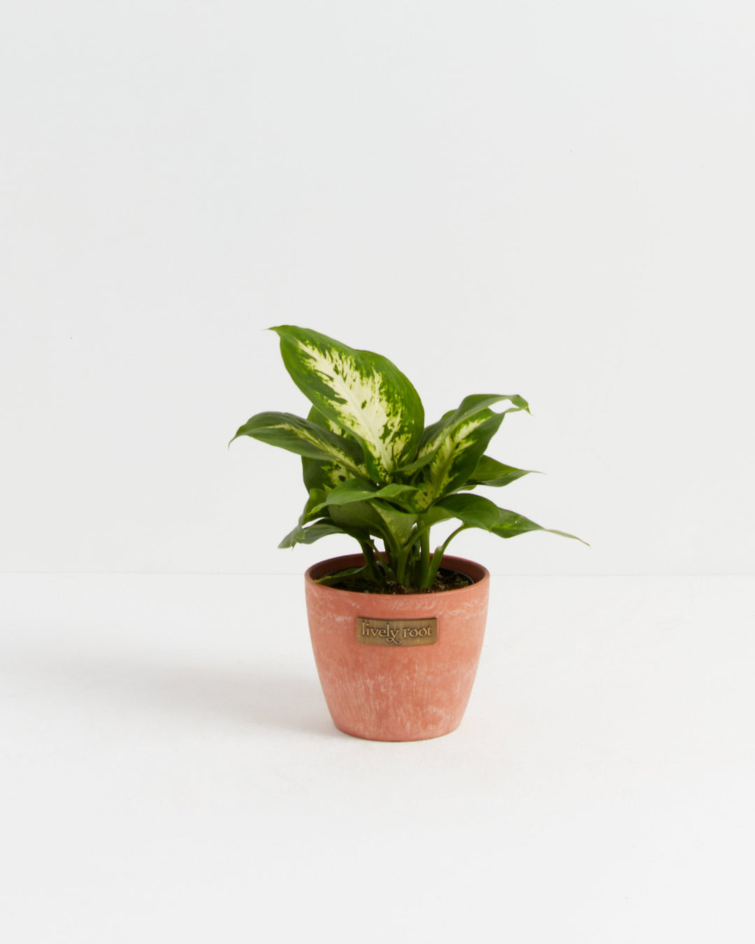 Dieffenbachia Carina