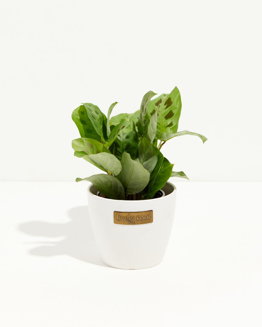 Maranta Leuconeura Prayer Plant in white ceramic pot, compact growth habit, Lively Root branded planter
