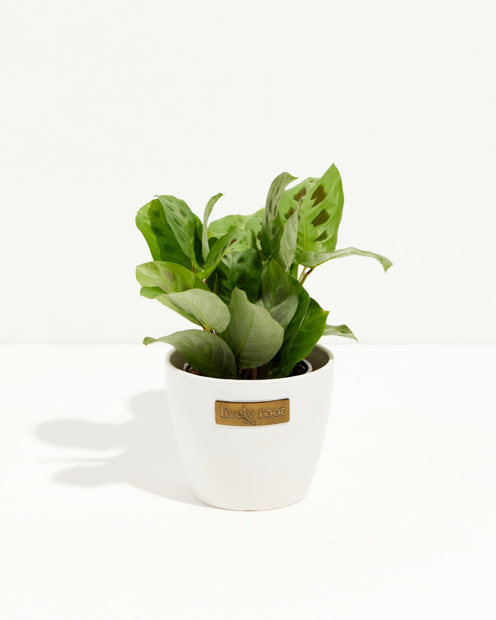 Maranta Leuconeura Prayer Plant in white ceramic pot, compact growth habit, Lively Root branded planter