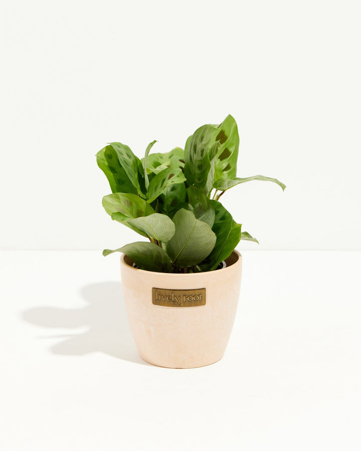 Maranta Leuconeura compact houseplant in cream ceramic pot, oval patterned foliage with Lively Root label