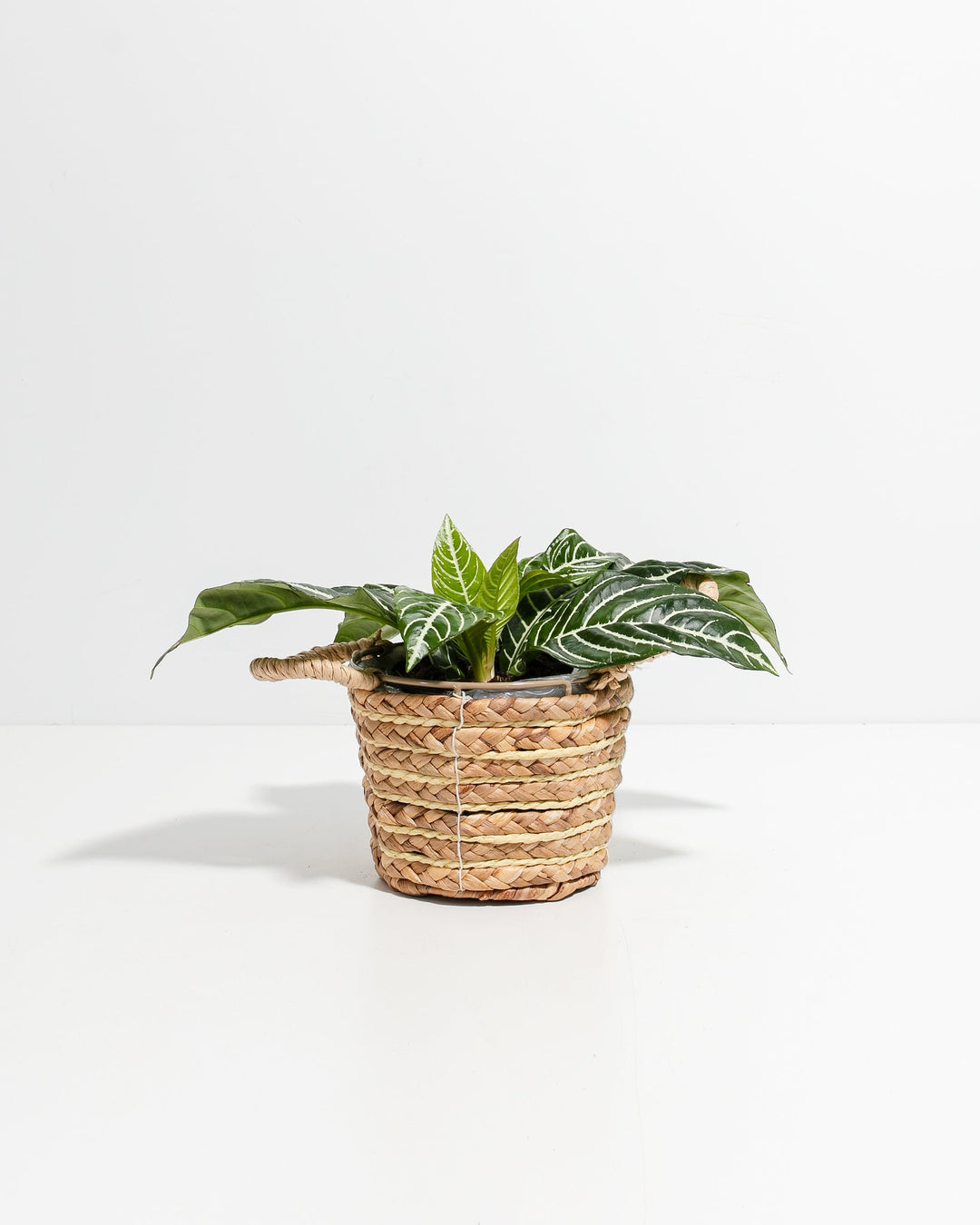 Zebra Plant (Aphelandra squarrosa) in natural woven seagrass basket with handles, featuring bold white-veined dark green oval leaves with distinctive zebra-like striping pattern, compact bushy growth.