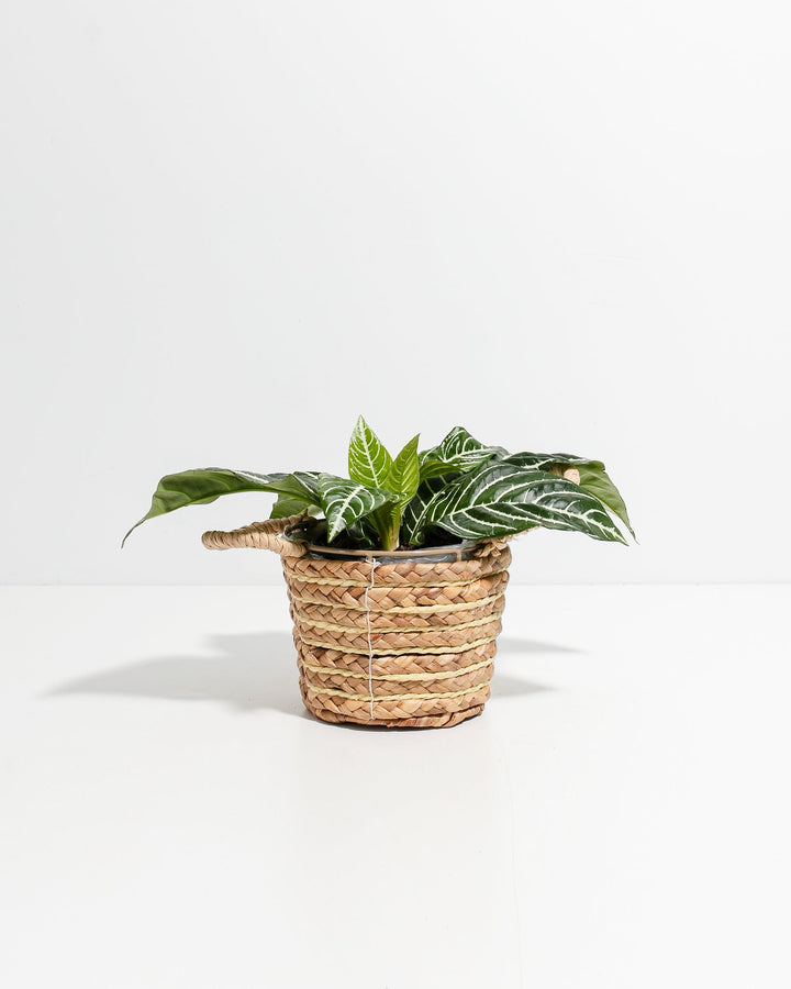 Zebra Plant (Aphelandra squarrosa) in natural woven seagrass basket with handles, featuring bold white-veined dark green oval leaves with distinctive zebra-like striping pattern, compact bushy growth.