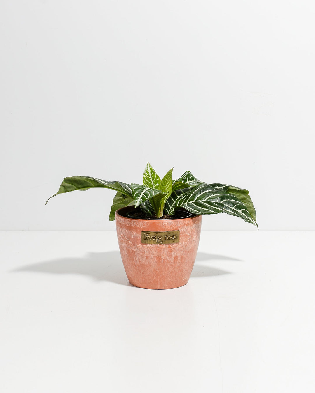 Zebra Plant in 4-inch coral-pink ceramic planter displaying prominent white vein patterns on deep green leaves, vibrant tropical foliage for indoor plant collections.