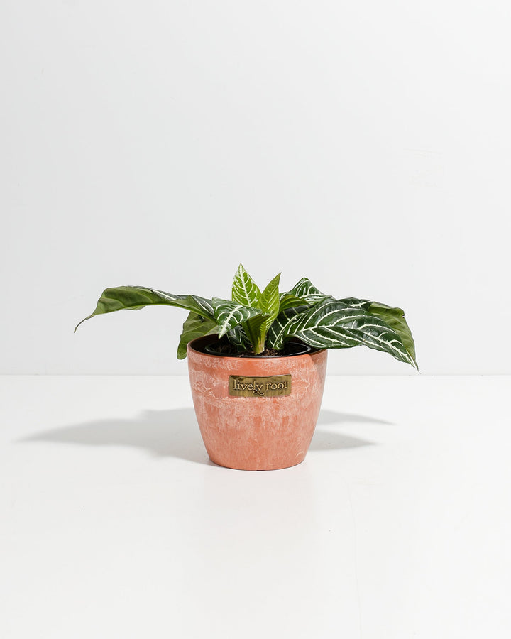 Zebra Plant in 4-inch coral-pink ceramic planter displaying prominent white vein patterns on deep green leaves, vibrant tropical foliage for indoor plant collections.