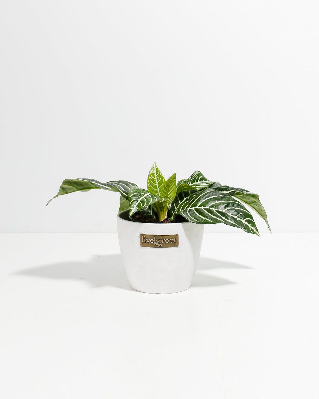 Zebra Plant in 4-inch white ceramic pot with Lively Root branding, displaying erect oval-shaped leaves with striking white zebra-stripe veining and healthy compact form.