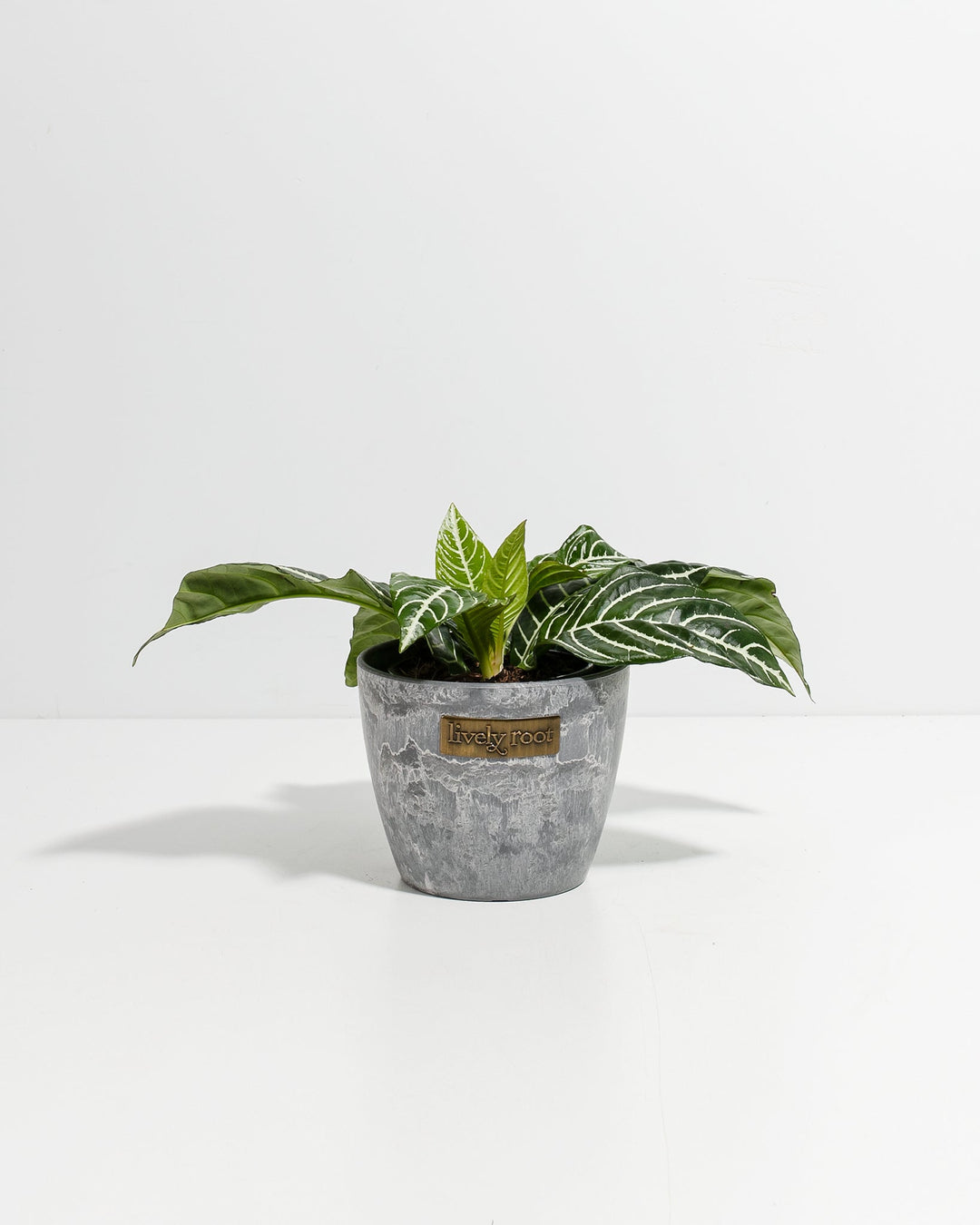 Aphelandra Zebra Plant in 4-inch grey textured ceramic pot featuring bold white striped leaf venation against dark green background, modern minimalist aesthetic.