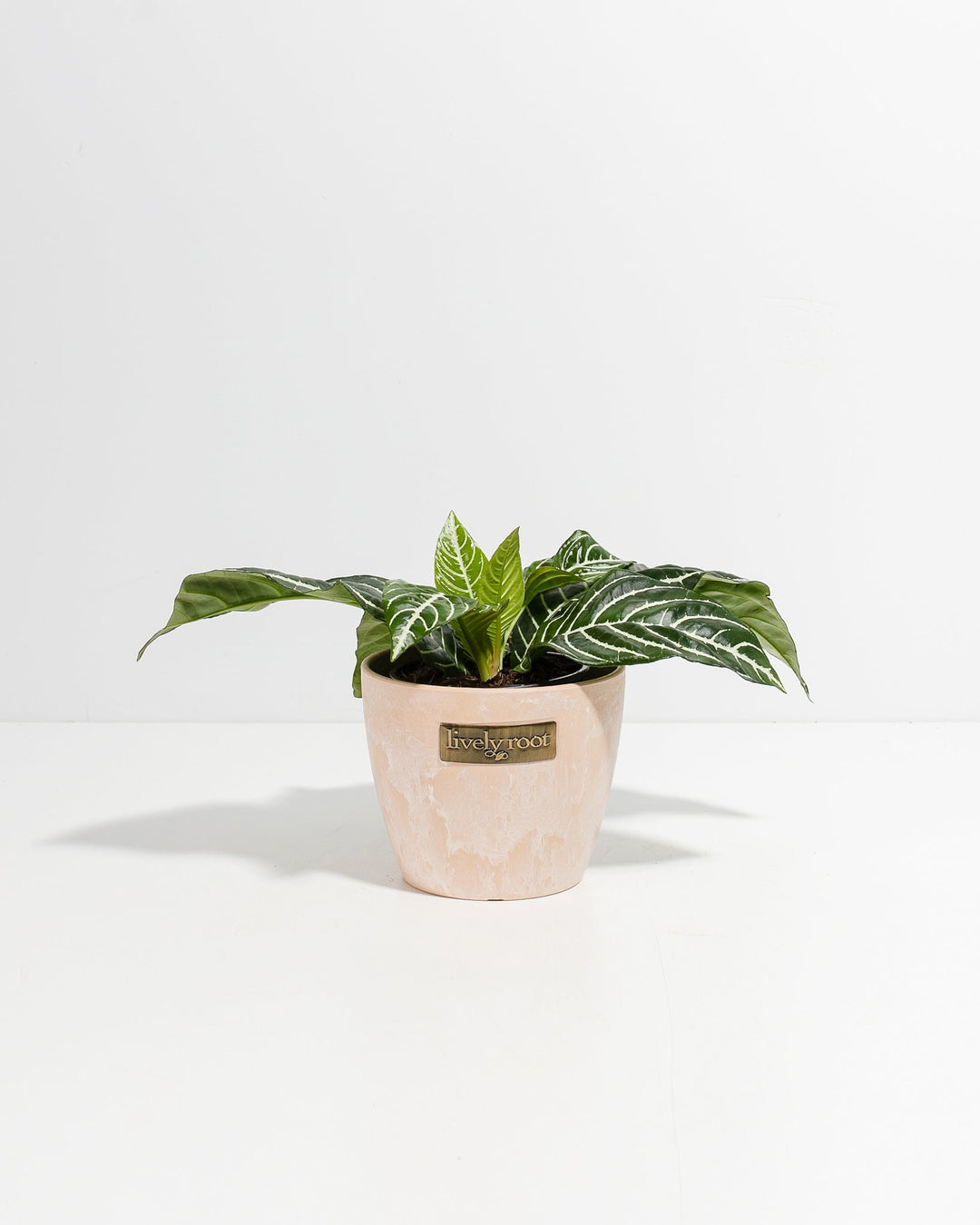 Aphelandra Zebra Plant in 4-inch maca-colored ceramic pot with Lively Root branding, showcasing striking white veining across glossy dark green foliage characteristic of this tropical houseplant.