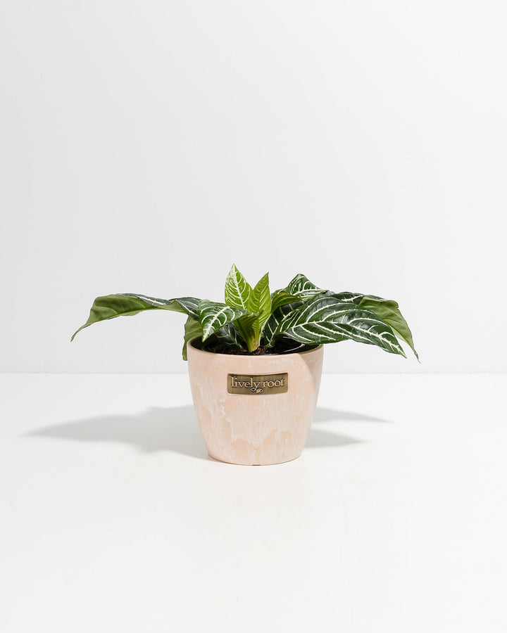 Aphelandra Zebra Plant in 4-inch maca-colored ceramic pot with Lively Root branding, showcasing striking white veining across glossy dark green foliage characteristic of this tropical houseplant.