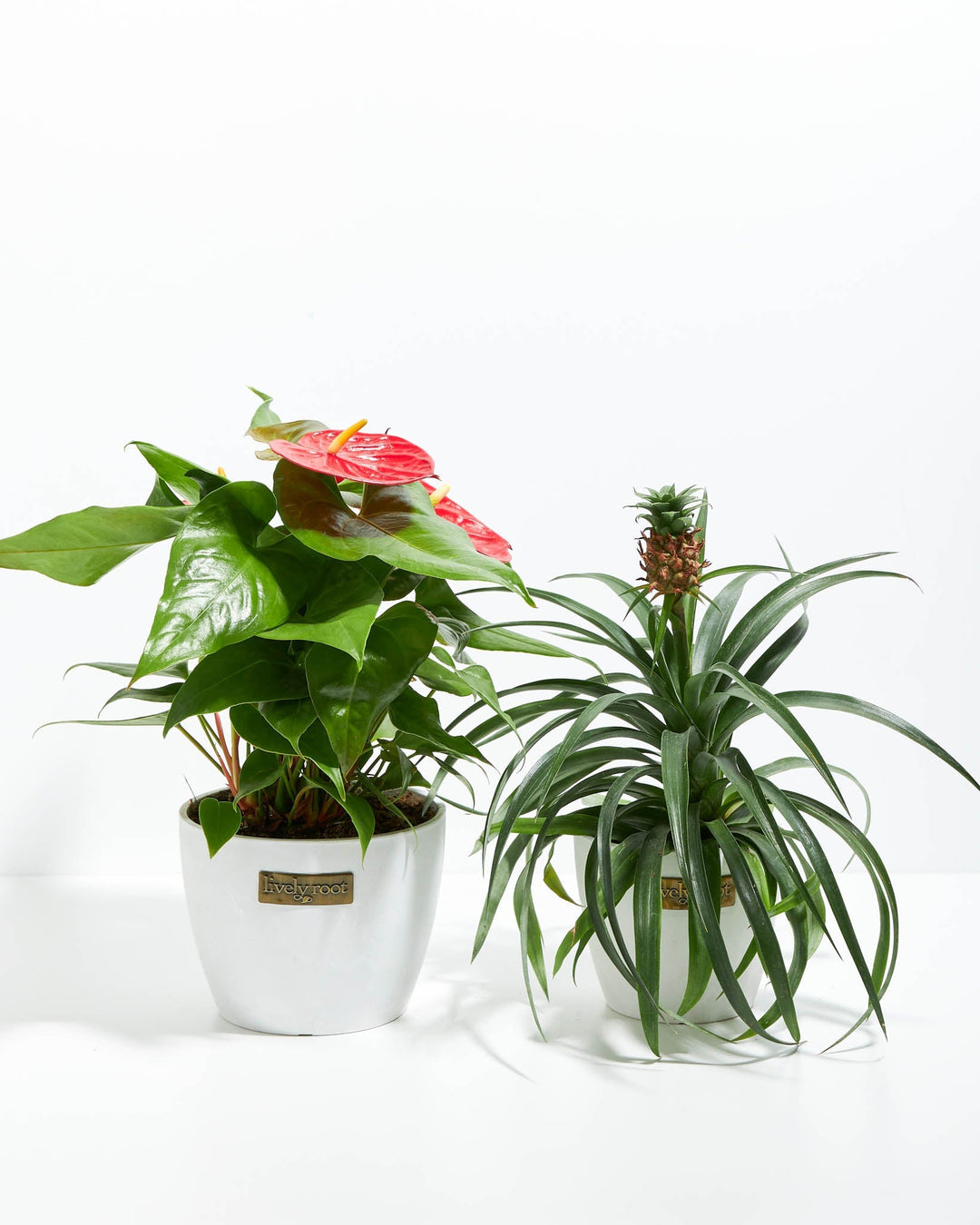 Party in Paradise Duo, Anthurium flamingo plant with bright red spathe and yellow spadix paired with Bromeliad Guzmania, 6-inch white ceramic pots with Lively Root tags, tropical houseplant combo