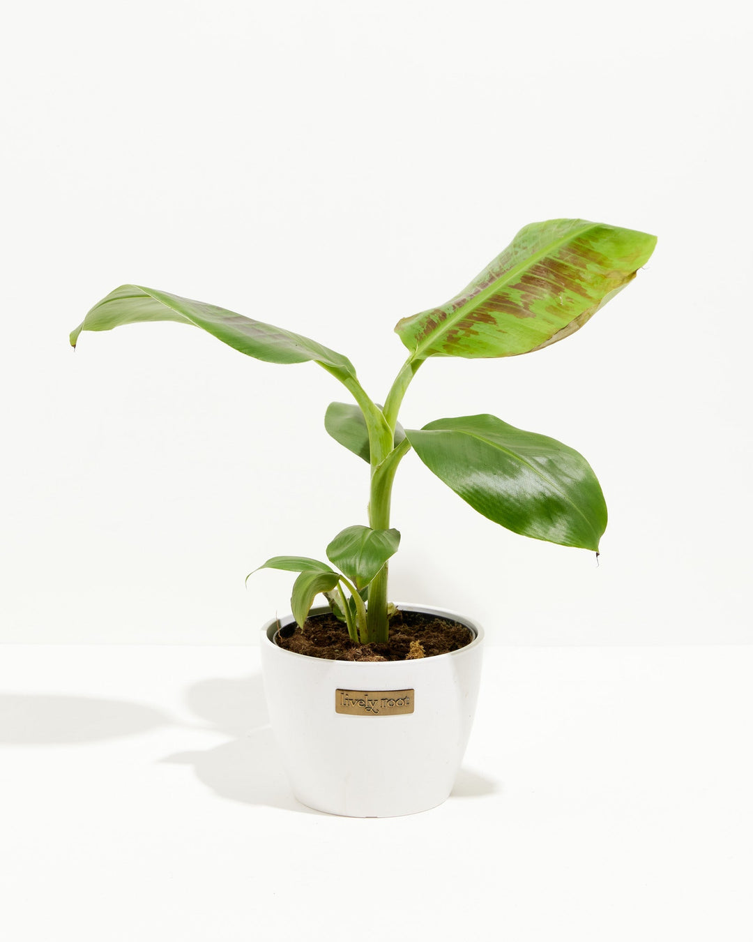 Dwarf Cavendish Banana Tree