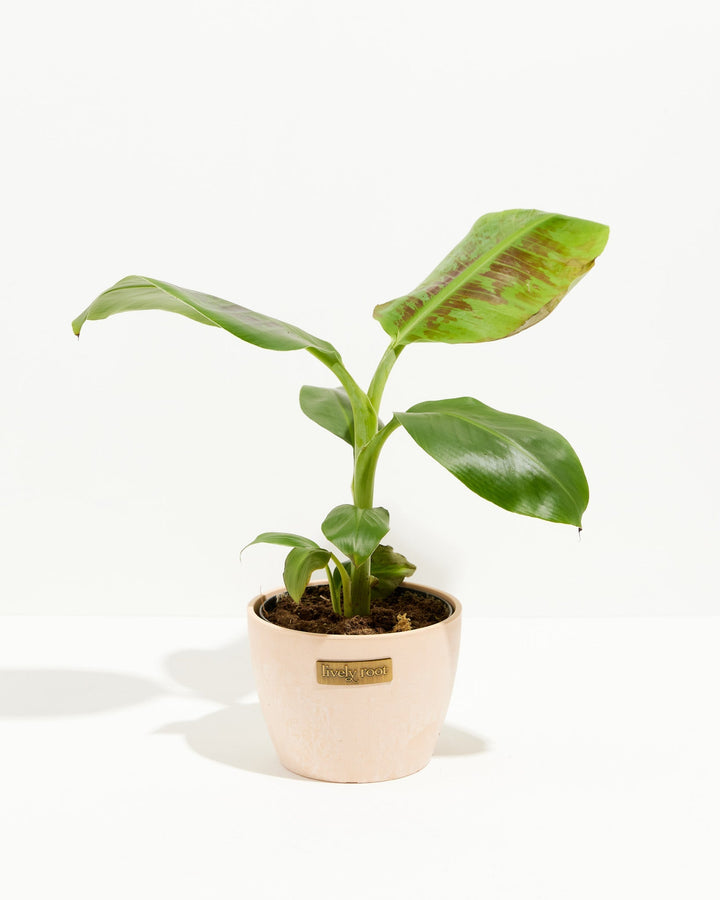 Dwarf Cavendish Banana Tree