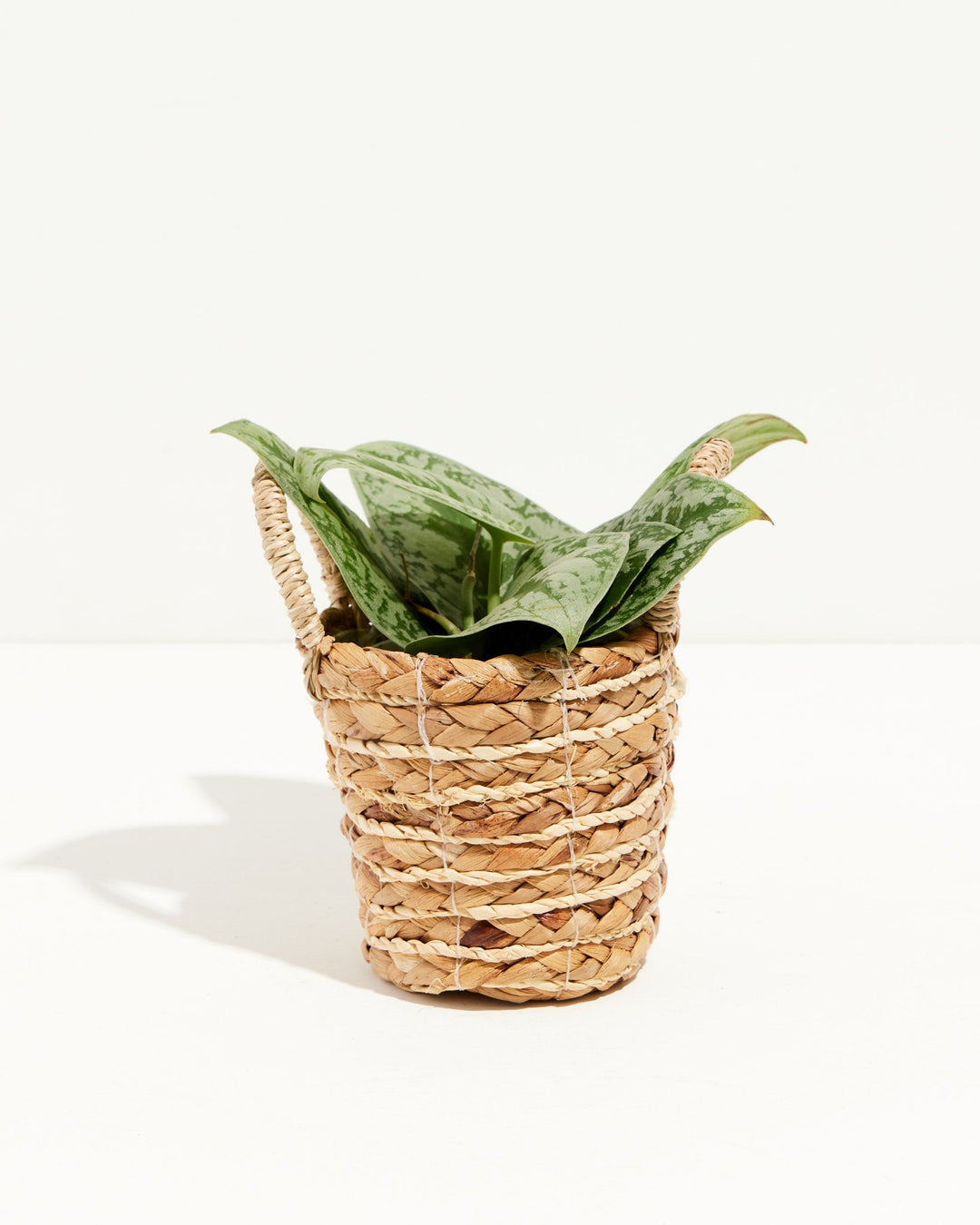 Silver Satin Pothos trailing houseplant in natural woven basket, variegated green and white foliage