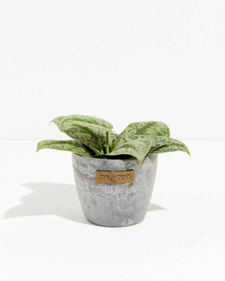 Silver Satin Pothos in gray concrete pot with metallic Lively Root label, silvery-splashed foliage