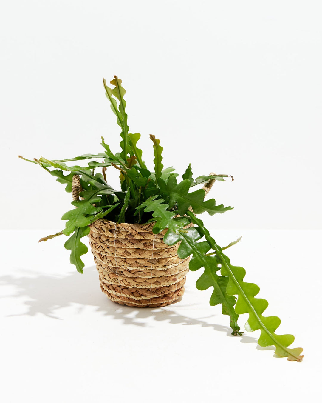 Ric Rac Cactus