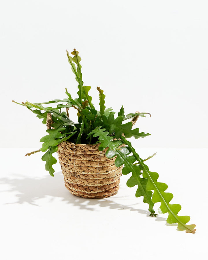 Ric Rac Cactus