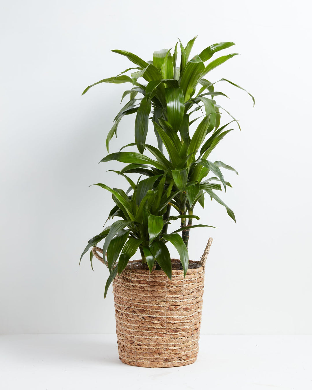 Janet Craig Dragon Plant (Dracaena)