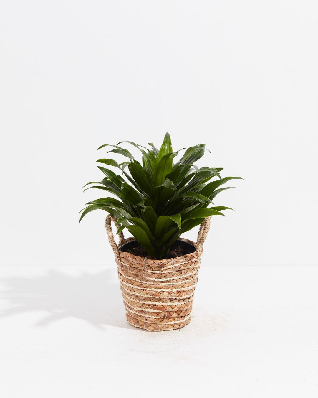 Janet Craig Dragon Plant (Dracaena)