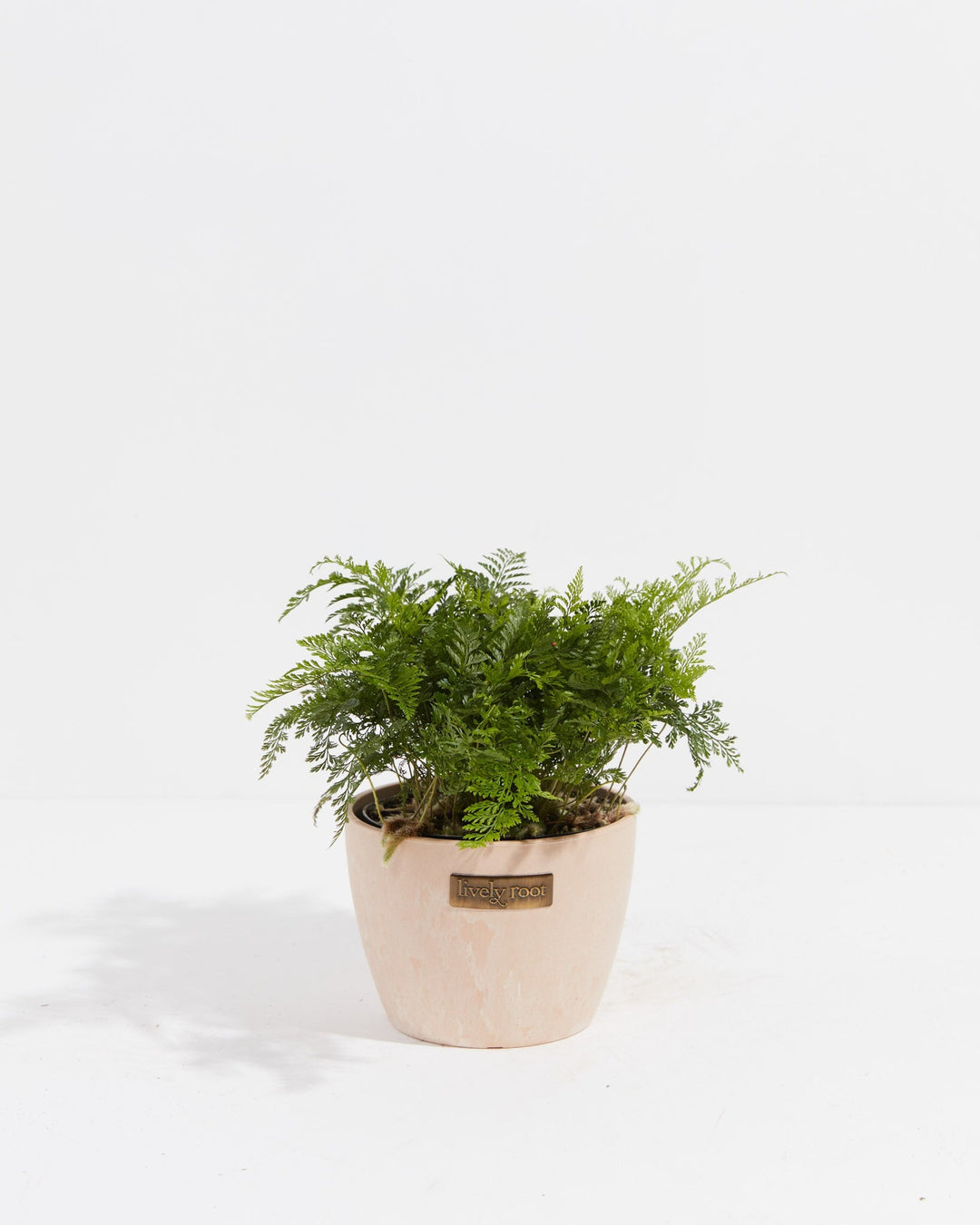White Rabbit Foot Fern