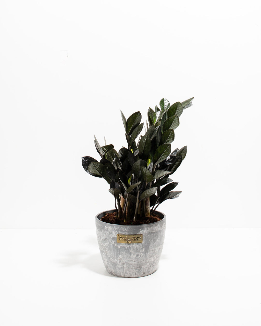 Black Raven ZZ Plant (Zamioculcas zamiifolia 'Raven') in a gray marbled Lively Root branded pot with dramatic deep purple-black glossy leaves on a white background