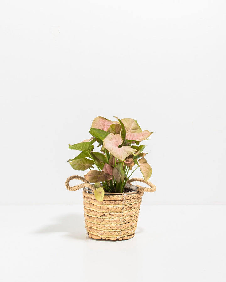 Syngonium Neon Robusta pink arrowhead houseplant in natural woven basket with rope handles
