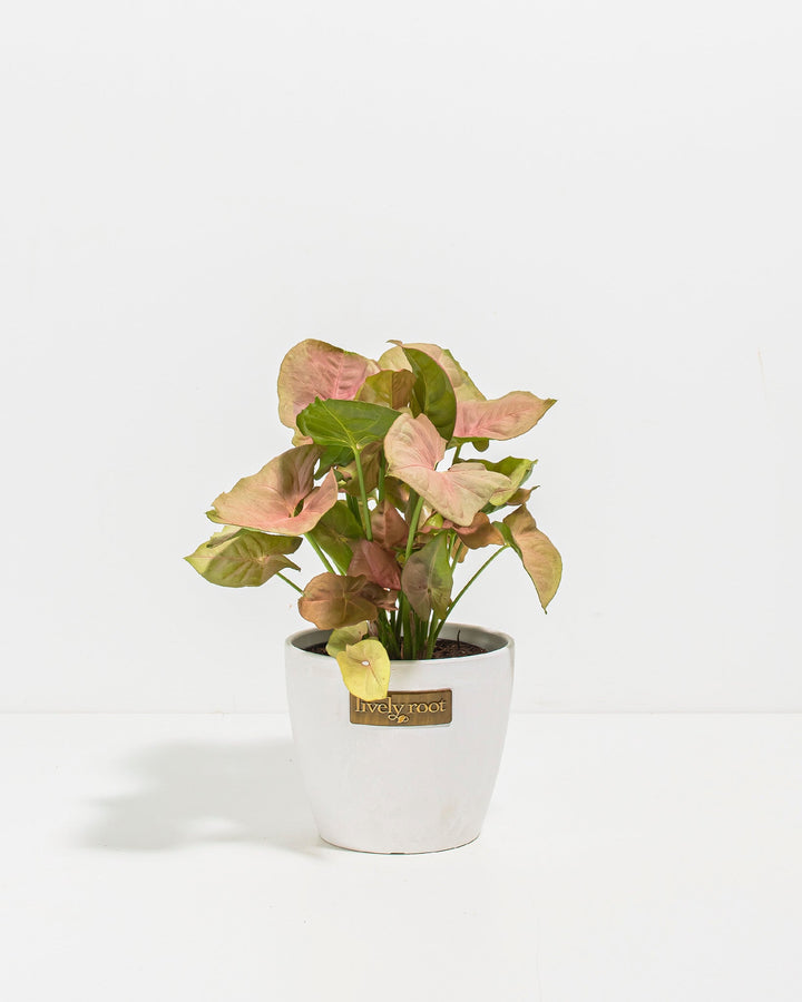 Pink arrowhead Syngonium Neon Robusta in white ceramic pot, heart-shaped leaves with Lively Root branding